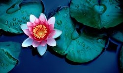Der Lotuseffekt